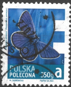 Polsko motýl (1)