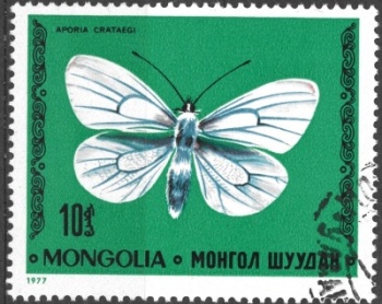 Mongolsko motýl (1)