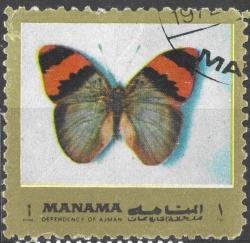 Manama motýl (8)
