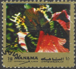 Manama motýl (13)