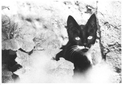 zajímavé foto 27