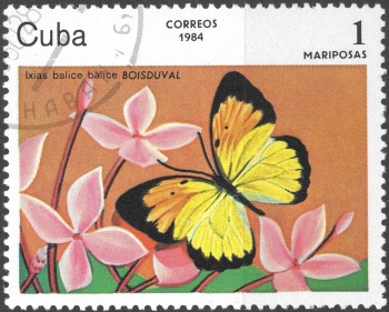 Cuba motýl (6)
