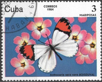Cuba motýl (8)