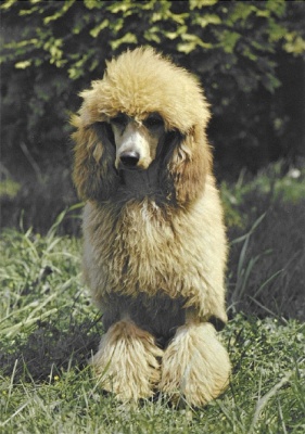 pudlík9
