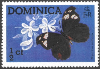 Dominica motýl (1)