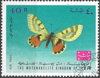 Jemen motýl (1)