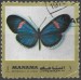 Manama motýl (1)