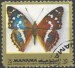 Manama motýl (2)
