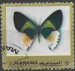 Manama motýl (3)