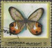Manama motýl (6)