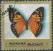 Manama motýl (7)