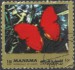 Manama motýl (9)