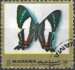Manama motýl (10)
