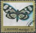 Manama motýl (12)