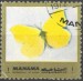 Manama motýl (14)