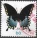 USA motýl (1)